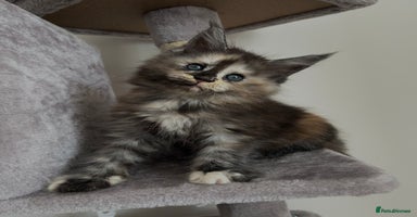 Maine Coon cats - Advert 3