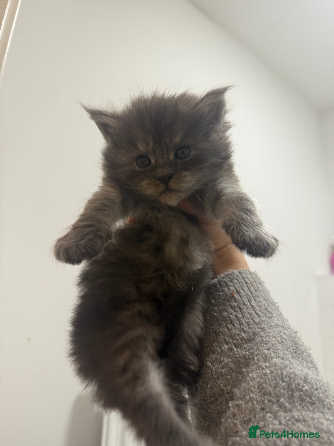 Maine Coon cats for sale: Maine coon kittens  - Image 5