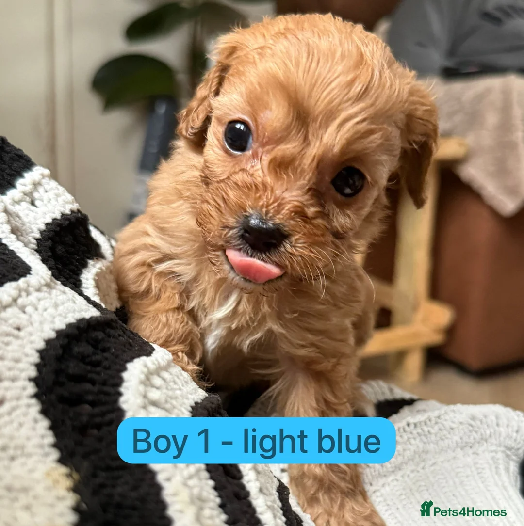 Cavapoo dogs for sale: Cavapoo Puppies - Advert 18