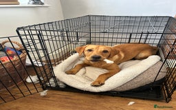 Labrador Retriever dogs for sale: Handsome Redfox Labrador - Image 4