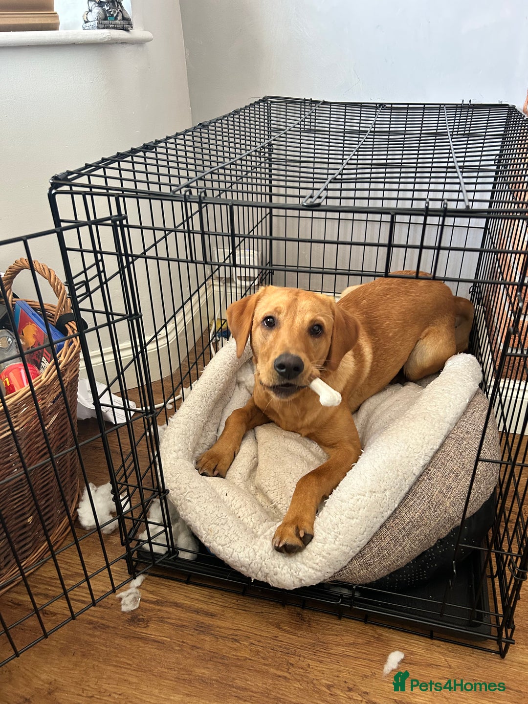 Labrador Retriever dogs for sale: Handsome Redfox Labrador - Image 4