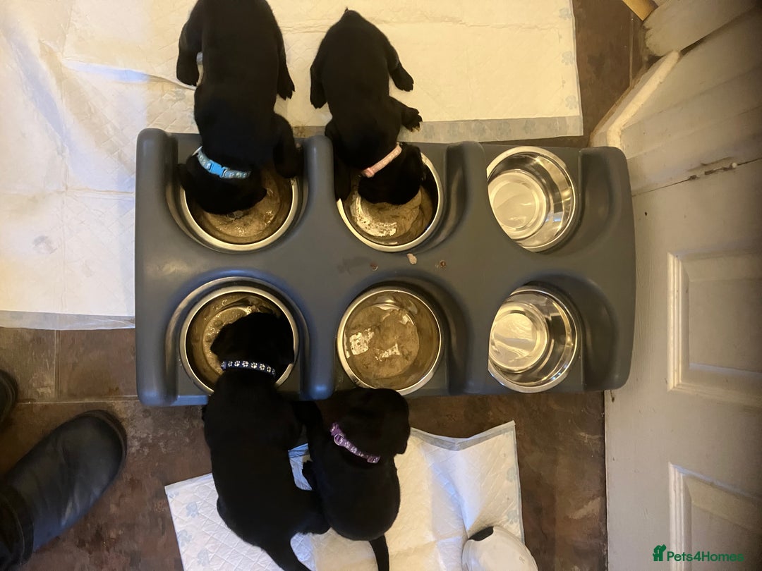 Labrador Retriever dogs for sale: Litter of 10 Beautiful black Puppies - Advert 10