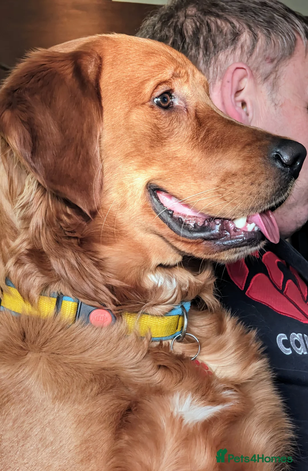 Golden Retriever dogs for stud: Gorgeous Gus for Stud  in Faringdon - Advert 19