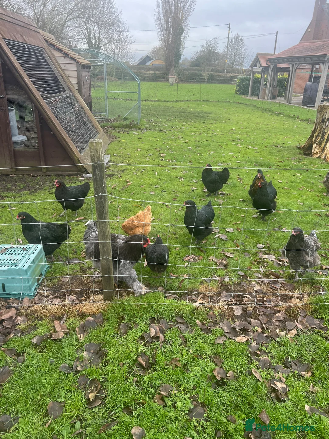 Chickens poultry for sale: Brahma hens  - Advert 6