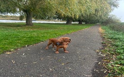 Cavalier King Charles Spaniel dogs for stud: King Charles cavalier  - Image 5