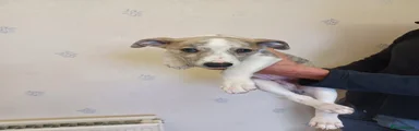 Whippet Puppy 1