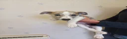Whippet dogs for sale: KC Registered Puppies - Advert 10