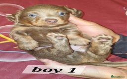 Dachshund dogs for sale: 7 beautiful dachshunds puppys - Image 20
