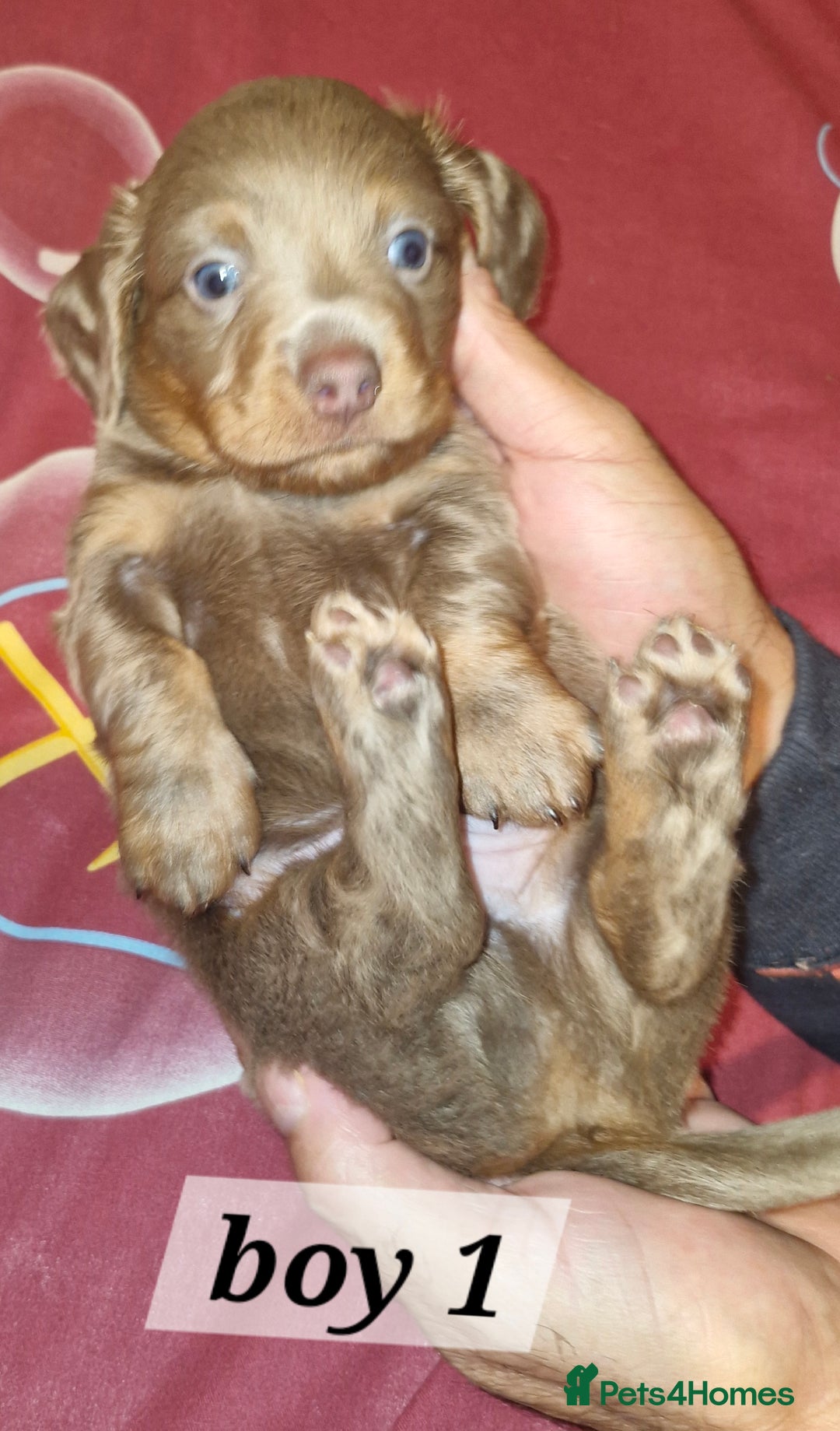 Dachshund dogs for sale: 7 beautiful dachshunds puppys - Image 20