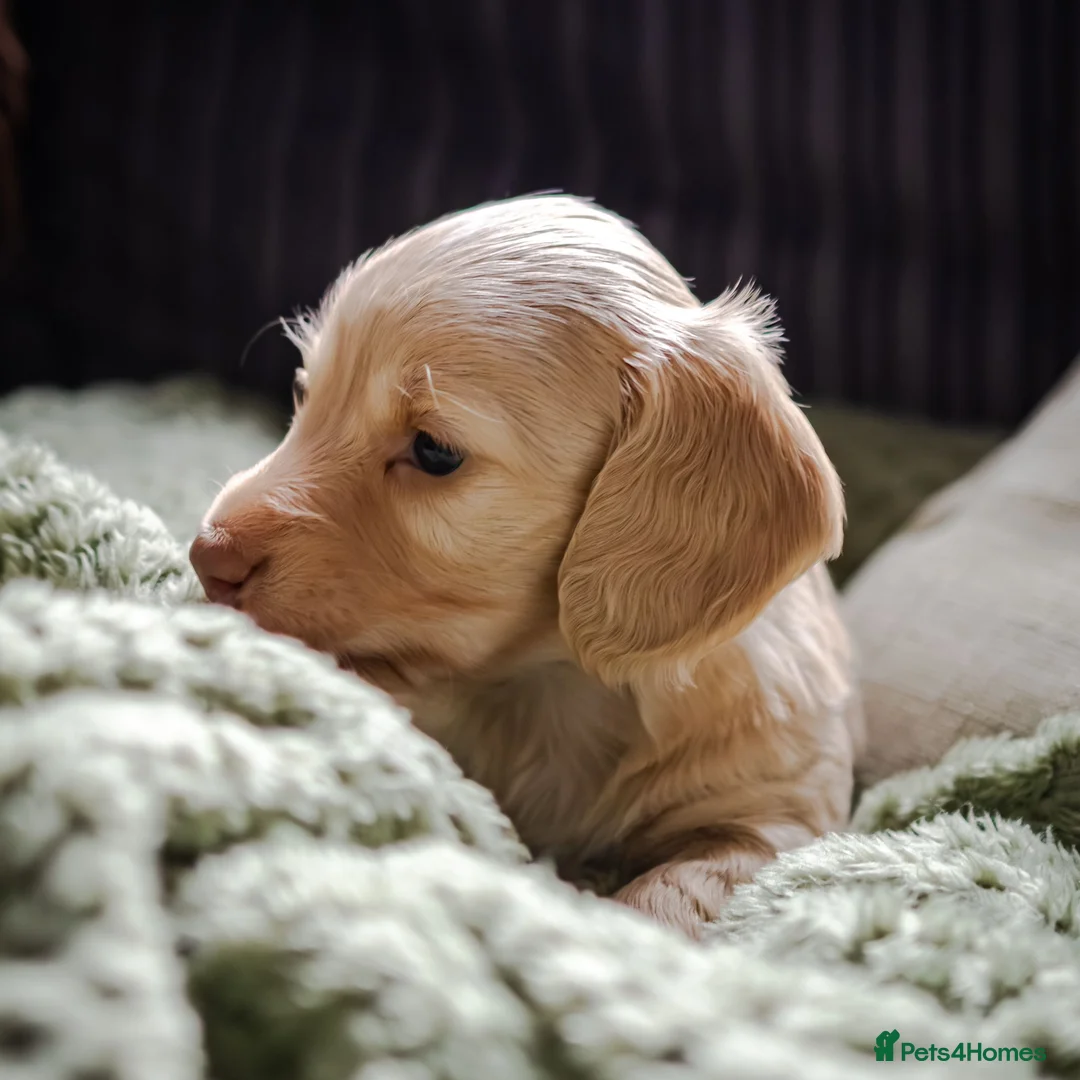 Miniature Dachshund dogs for sale: Stunning long haired KC mini cream babies - Advert 1