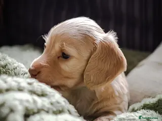 Miniature Dachshund dogs Stunning long haired KC mini cream babies - Advert 2