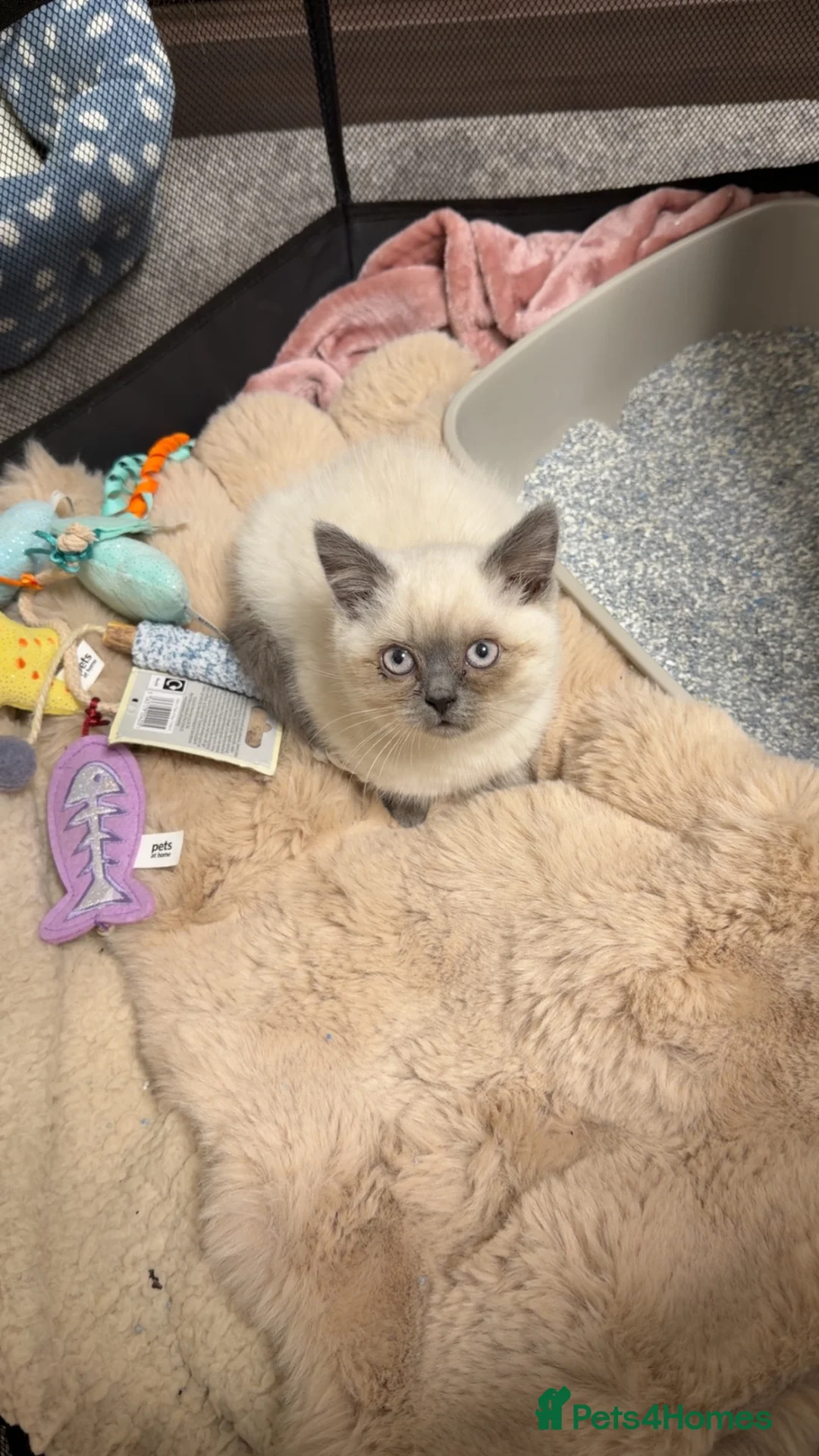 Siamese cats for sale: Beautiful 5-Month-Old Male Siamese Kitten in Harrow - Advert 2