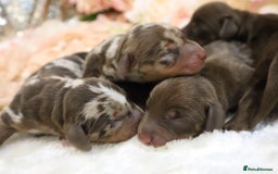 Miniature Dachshund dogs for sale: KC Miniature Dachshund Puppies - Image 8