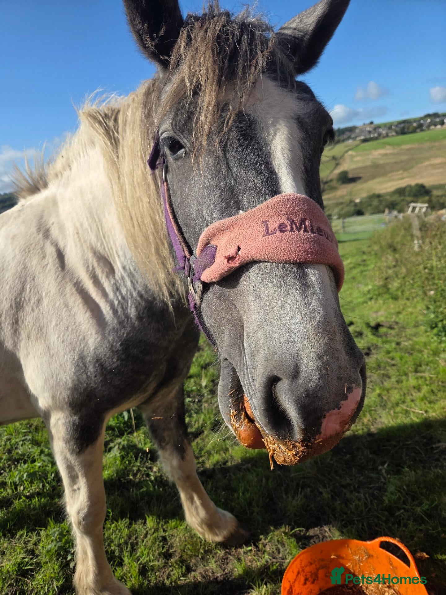 Other Breed horses 2 year old mare  - Advert 1