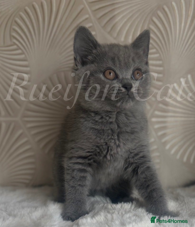 British Shorthair cats GCCF REGISTERED Kittens available  - Advert 2
