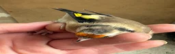 Canaries birds for sale: Goldfinches - Advert 6