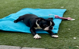 Boston Terrier dogs for sale: Beautiful Boston terriers  - Image 8
