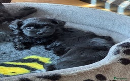 Havanese dogs for sale: Havanese Puppy Female - Image 1