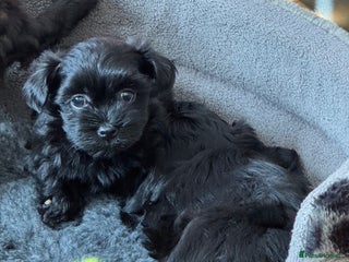 Havanese dogs - Advert 1