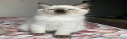 Ragdoll cats for sale: GCCF Ragdoll kittens - Advert 14