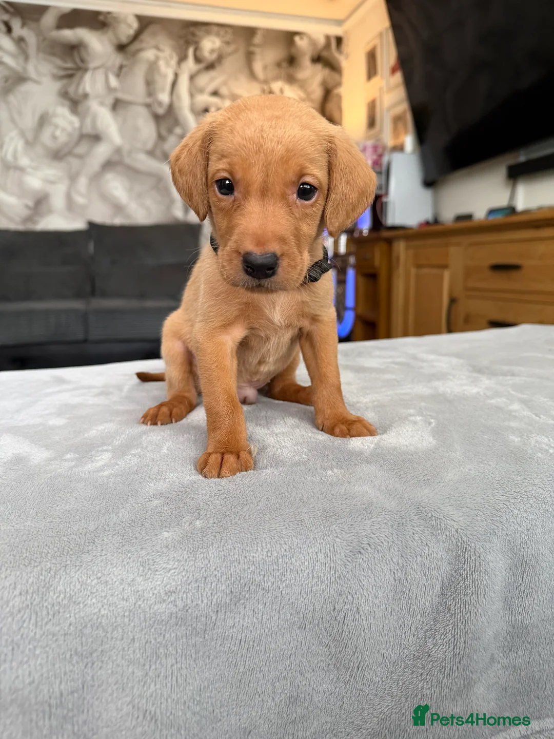 Labrador Retriever dogs for sale: TOILET TRAINED KC LABS 1 GIRLS 4 BOYS LEFT - Advert 2