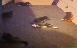 Mixed Breed cats for sale: 6 kittens - Image 5