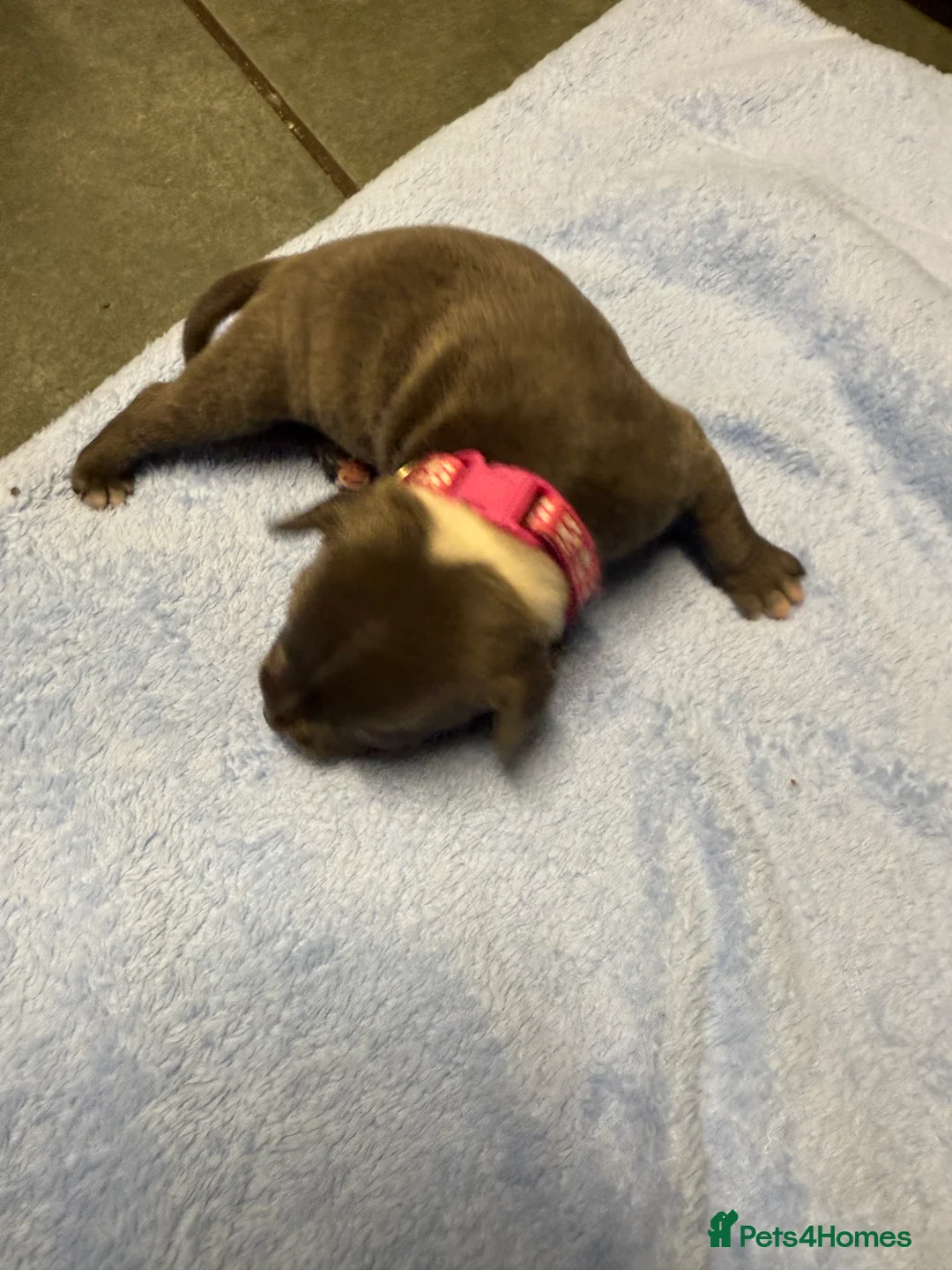 Staffordshire Bull Terrier dogs for sale: 1 female  Blue Staffordshire bull terrier staffy - Advert 24