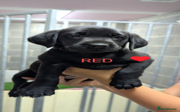 Labrador Retriever dogs for sale: Stunning black KC registered working Labradors  - Image 7
