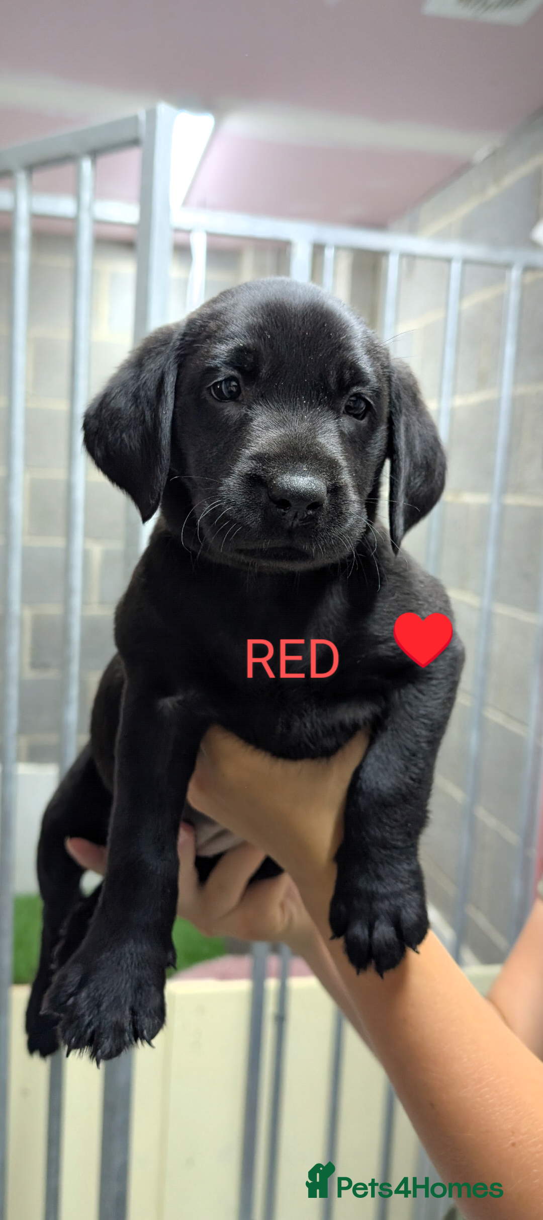 Labrador Retriever dogs for sale: Stunning black KC registered working Labradors  - Image 7