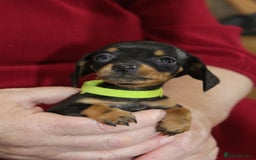 Miniature Dachshund dogs for sale: 🐶✨Smallest mini KC stunning litter ✨🐶 - Image 6