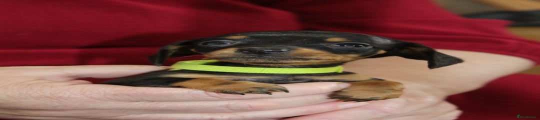 Miniature Dachshund Puppy 2