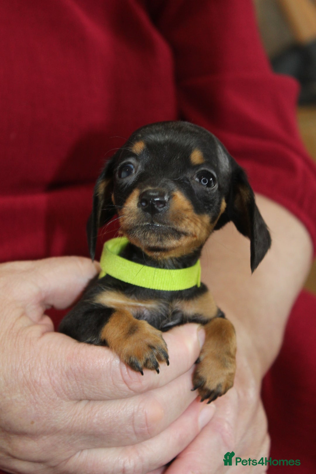 Miniature Dachshund dogs for sale: 🐶✨Smallest mini KC stunning litter ✨🐶 - Image 6
