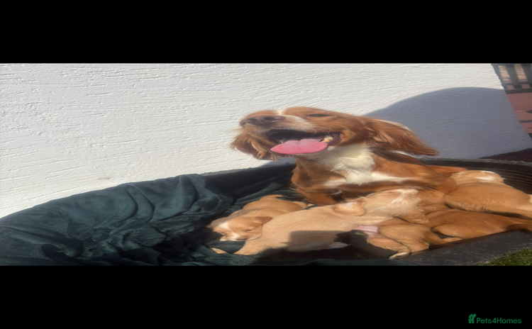 Cocker Spaniel dogs - Advert 13