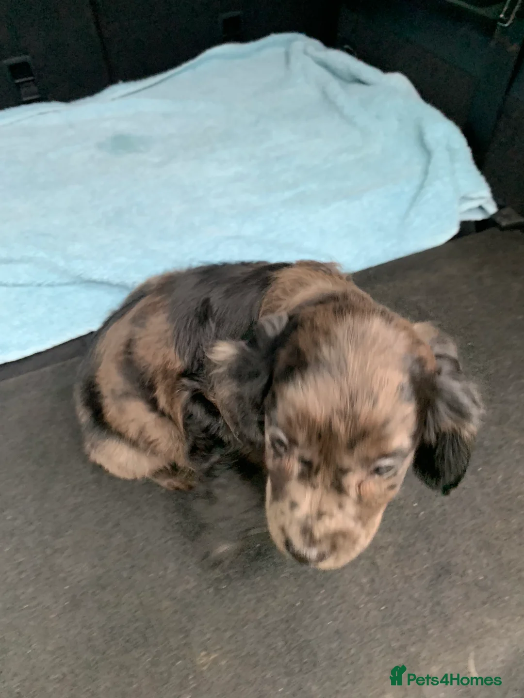 Cocker Spaniel dogs for sale: Cocker spaniel  show type in Longfield - Advert 11