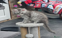 Maine Coon cats for sale: HIGH SILVER EHITE  GIRL ✨TICA REG BREEDER - Image 1