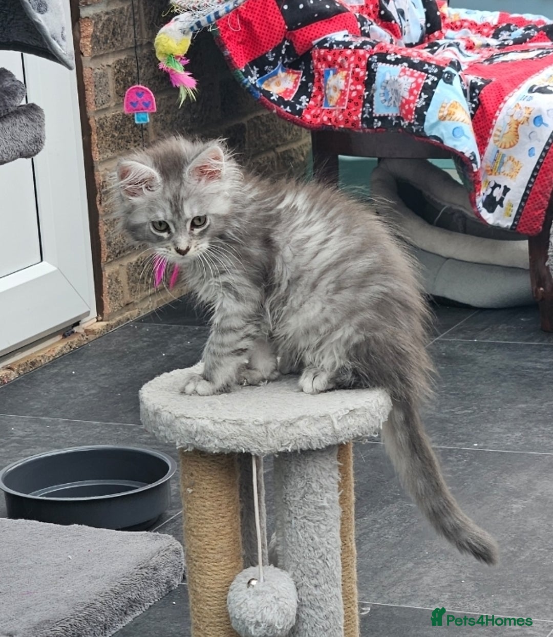 Maine Coon cats for sale: HIGH SILVER EHITE  GIRL ✨TICA REG BREEDER - Image 1
