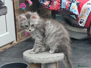 Maine Coon cats - Advert 13