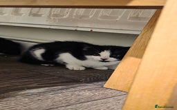 Mixed Breed cats for sale: Adorable kittens - Advert 2