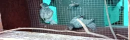 Parakeets birds for sale:   Kakarkis ..parrakeeks in Leicester - Advert 9