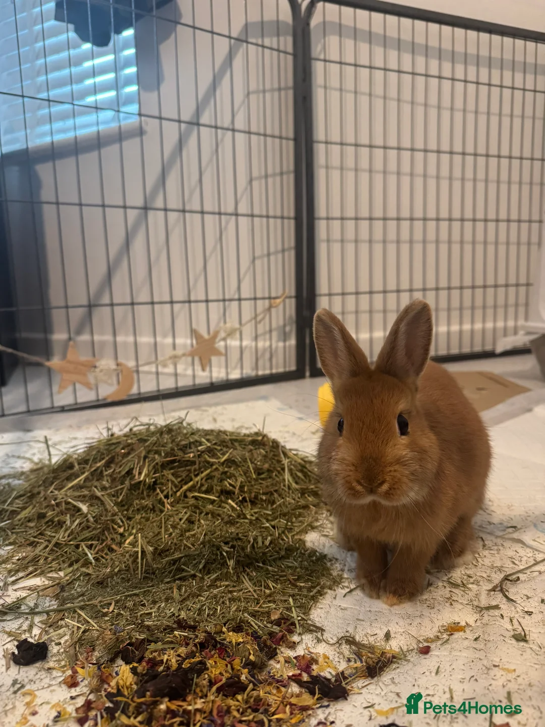 Netherland Dwarf rabbits for sale: female netherland dwarf  - Advert 1