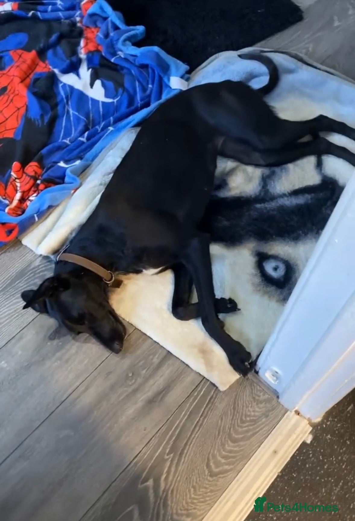 Mixed Breed dogs for sale: Oreo 2 year old bitch  - Advert 9