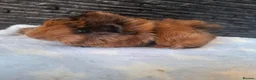 Guinea Pig rodents for sale: Gorgeous boars- All rehomed now - Advert 4