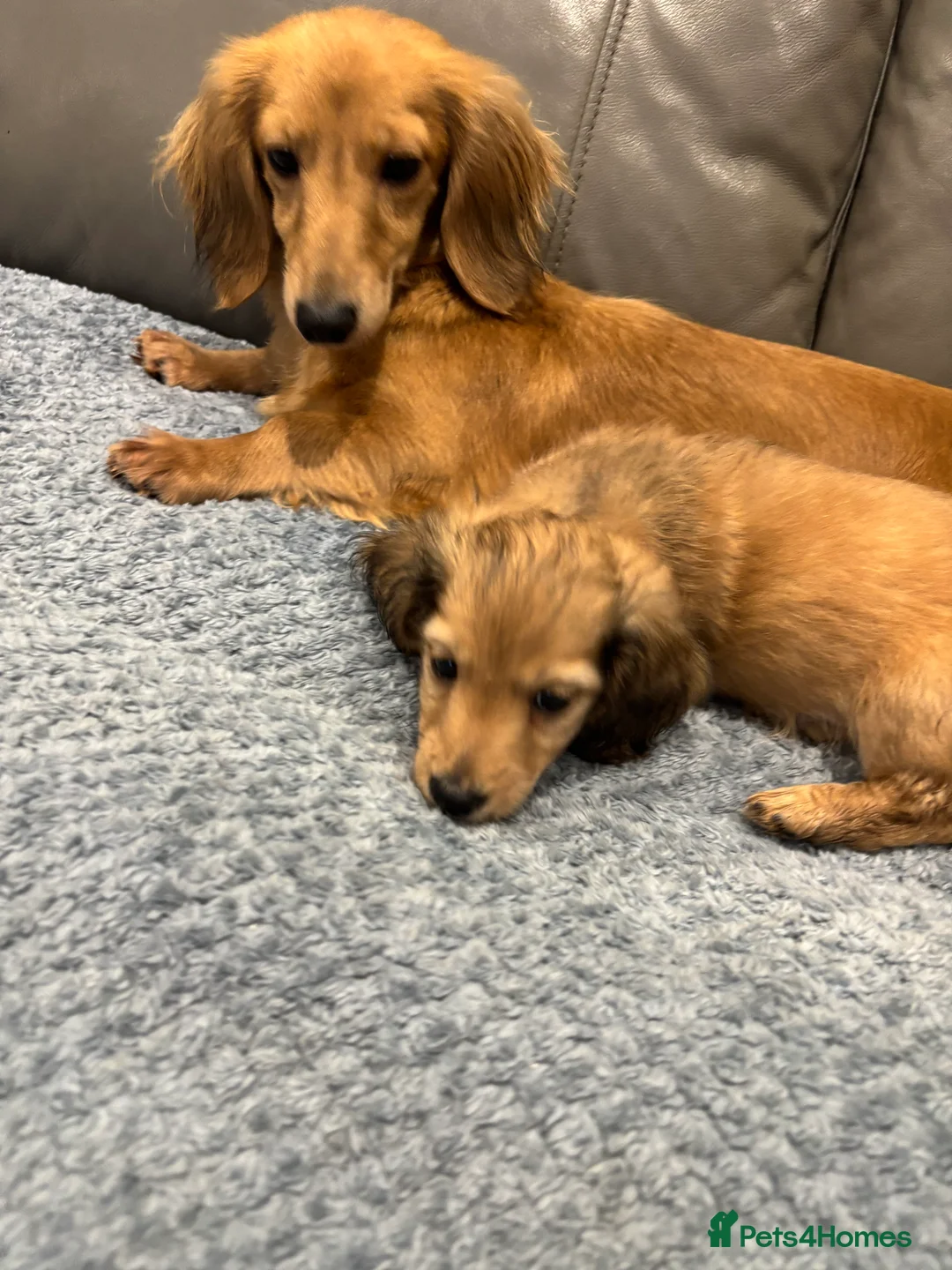 Miniature Dachshund dogs for sale: Beautiful cream boy ready to leave  - Advert 3