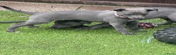 Whippet dogs for sale: Adorable Whippet Puppies for Sale! in Bradford - Advert 15