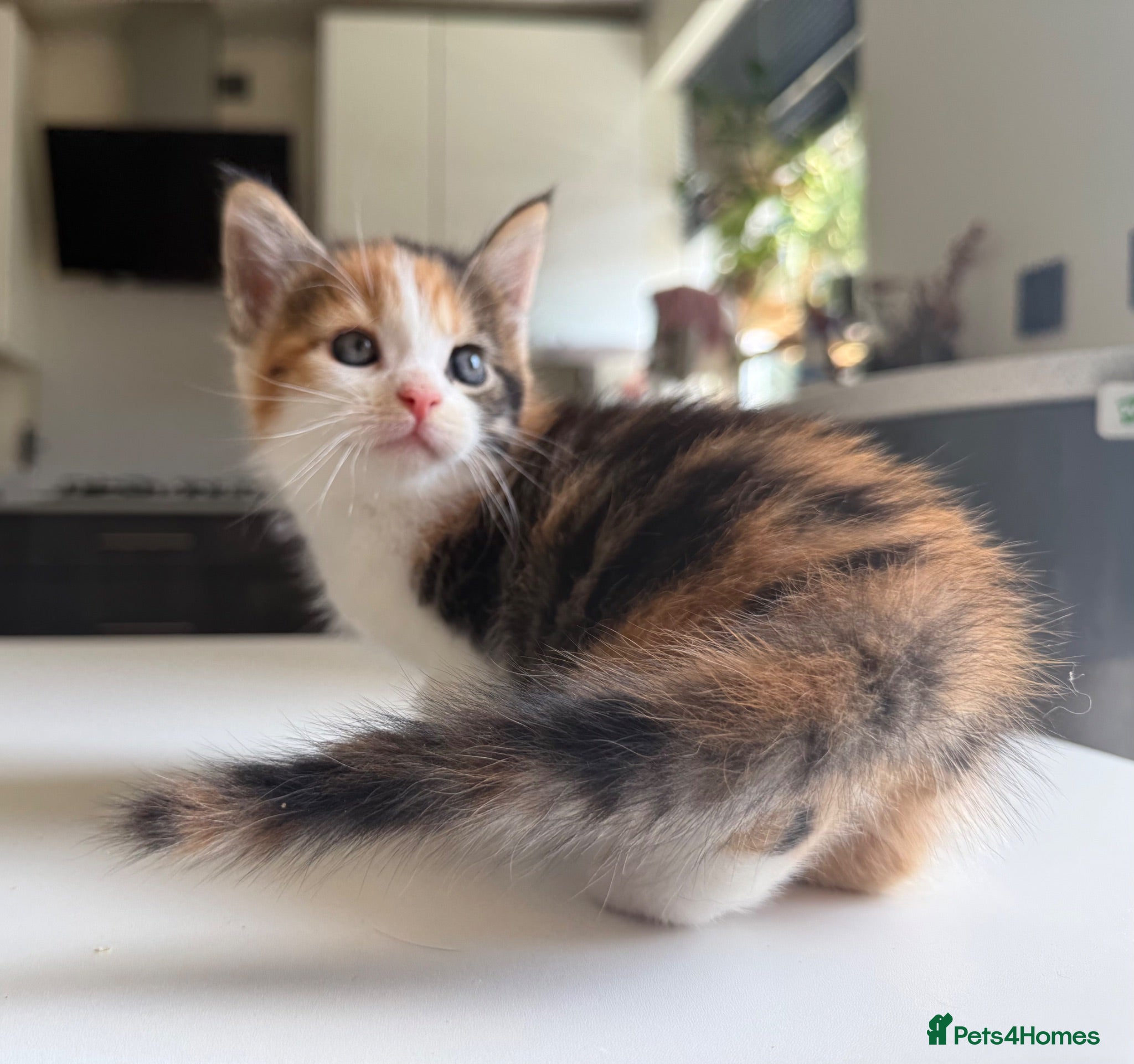 Maine Coon cats TORTOISESHELL MAINE COON X KITTENS - Advert 12