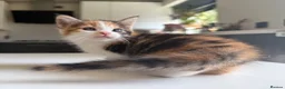 Maine Coon cats for sale: TORTOISESHELL MAINE COON X KITTENS - Advert 3