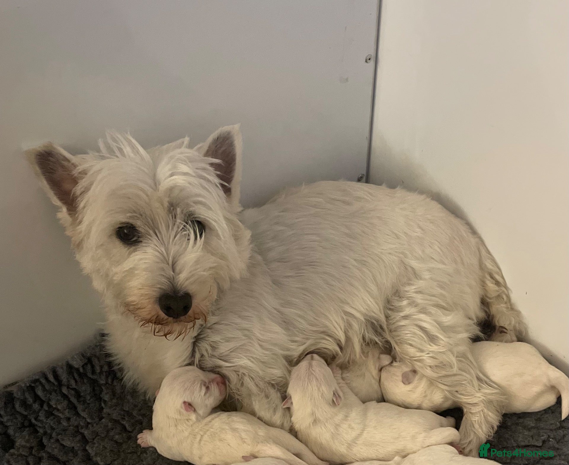West Highland Terrier dogs West highland terrier BOY pup - Advert 6