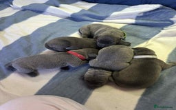 Mixed Breed dogs for sale: Blue staffy x classic bully Puppies 🐶 💙  - Image 11