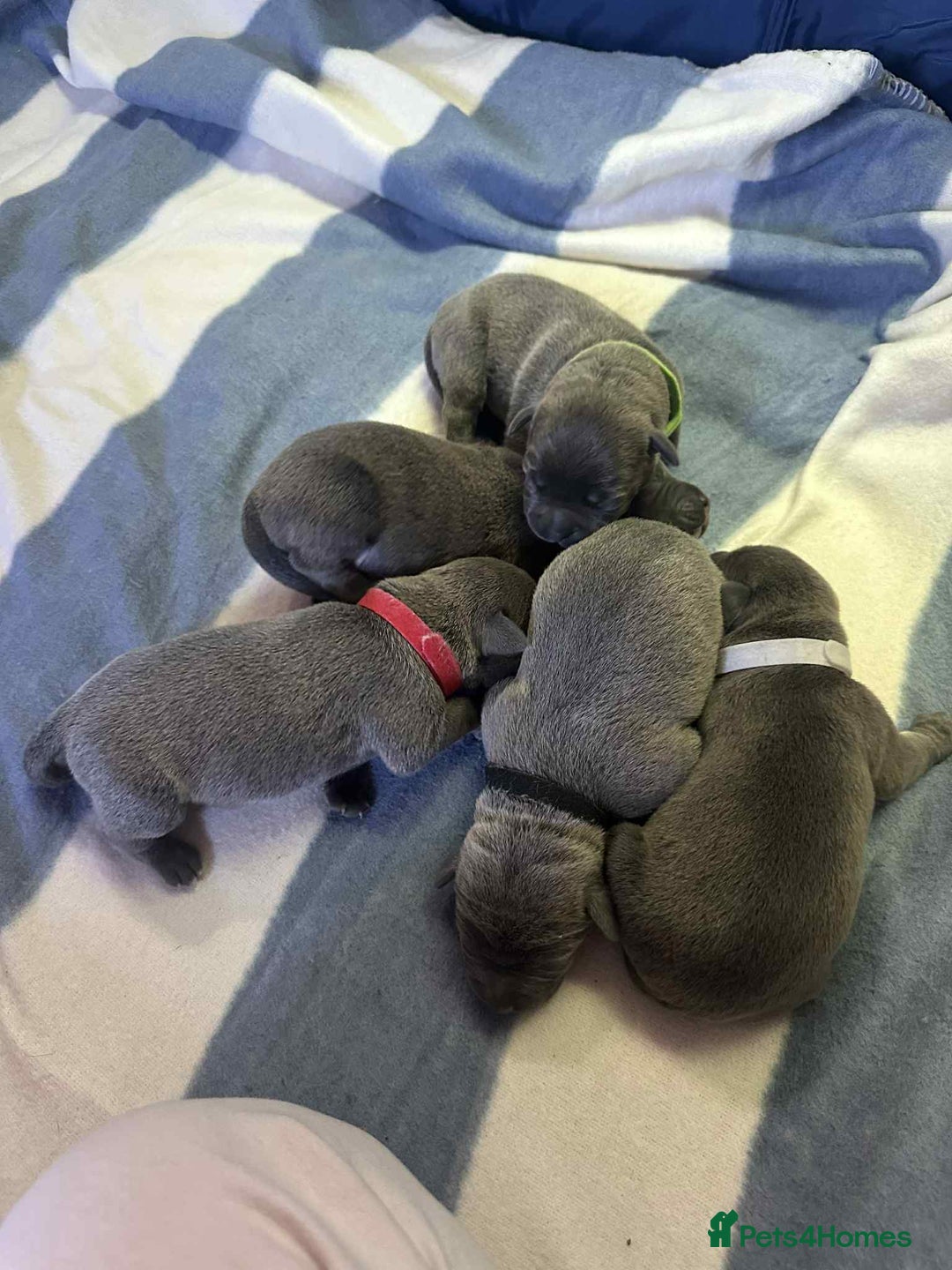 Mixed Breed dogs for sale: Blue staffy x classic bully Puppies 🐶 💙  - Image 11