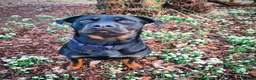 Rottweiler dogs for sale: One Rottweiler puppy available (female) - Advert 8